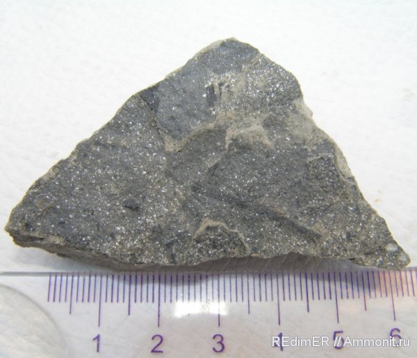 девон, Флора, Devonian, р. Днестр