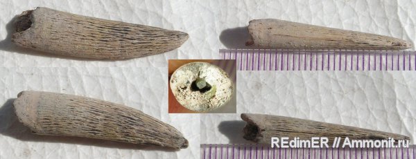 мел, сеноман, Канев, Cenomanian, Cretaceous