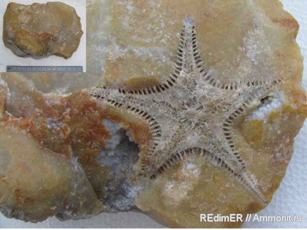 иглокожие, мел, морские звезды, Украина, Asteroidea, кремень, Cretaceous