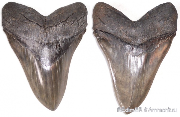 США, зубы, миоцен, мегалодон, Megalodon, Carcharocles megalodon, teeth