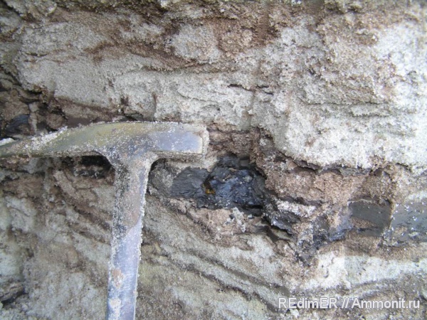 янтарь, олигоцен, Киев