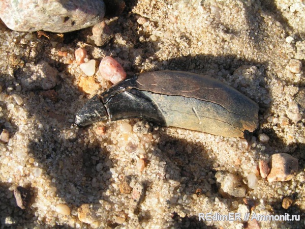 плейстоцен, волки, Киев, Canis, Canis lupus