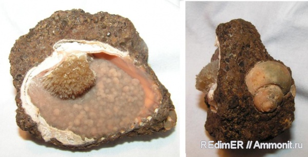 моллюски, неоген, двустворки, Керчь, родохрозит, барит