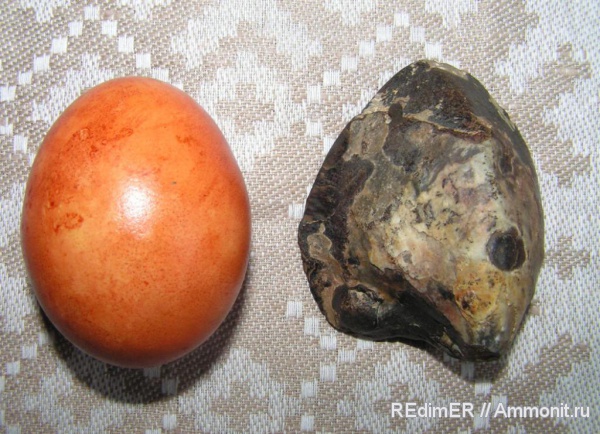 неоген, двустворки, Украина, Керчь