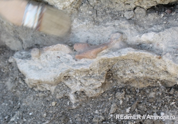 Керчь, тюлени