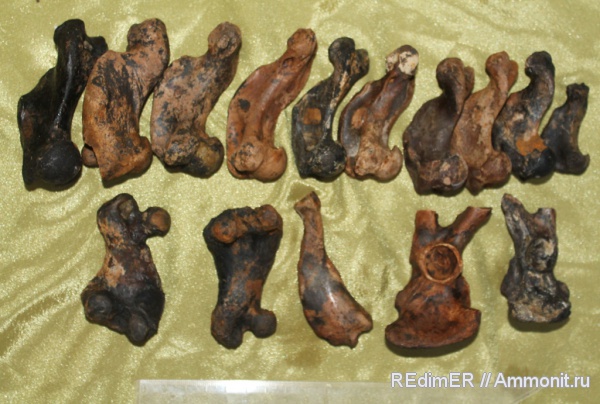 неоген, Керчь, тюлени