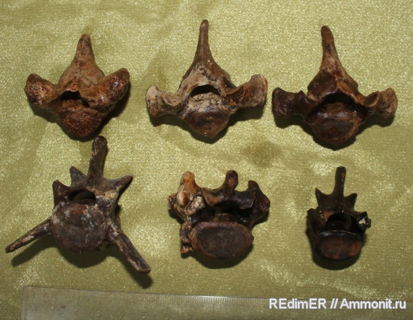 неоген, позвонки, Керчь