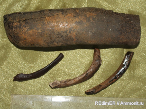 неоген, киты, Керчь, тюлени