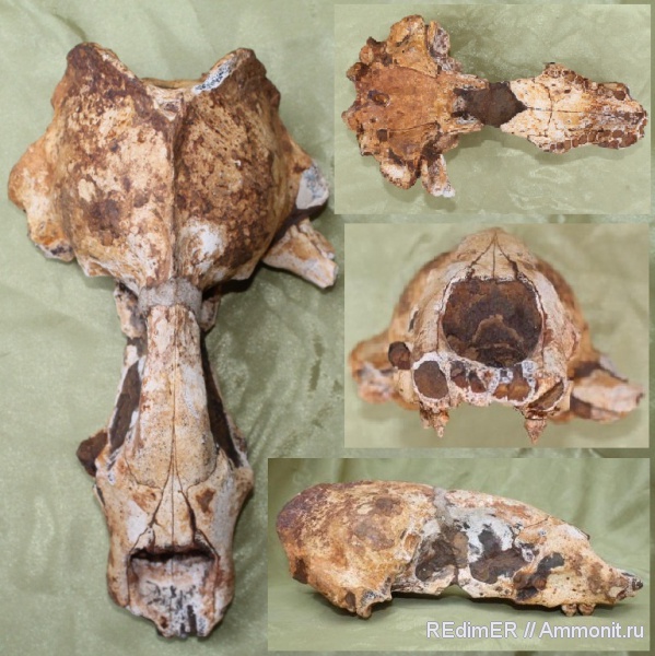 неоген, Черное море, Керчь, тюлени, Pontophoca, sarmatica, Pontophoca sarmatica