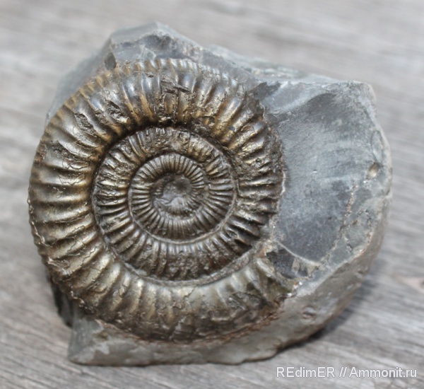 аммониты, юра, Dactylioceras, Англия, Ammonites, Jurassic