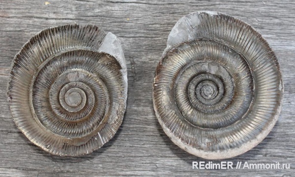 аммониты, юра, Великобритания, Dactylioceras, Ammonites, Dactylioceratidae, Jurassic