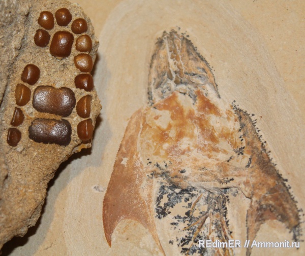 мел, рыбы, Марокко, Ливан, Pycnodontiformes, Coccodus, Hgula, Byblos, Cretaceous, fish