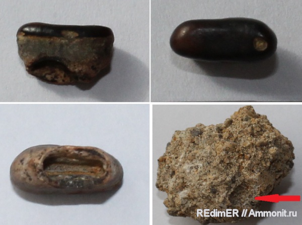 зубы, плиоцен, Одесса, teeth