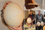 Aepyornis maximus: самое большое яйцо как потенциальный афродизиак!-)