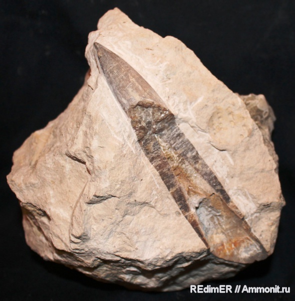 белемниты, юра, Харьков, Изюм, Грековский карьер, Малая Камышеваха, изюмская свита, Jurassic, belemnites