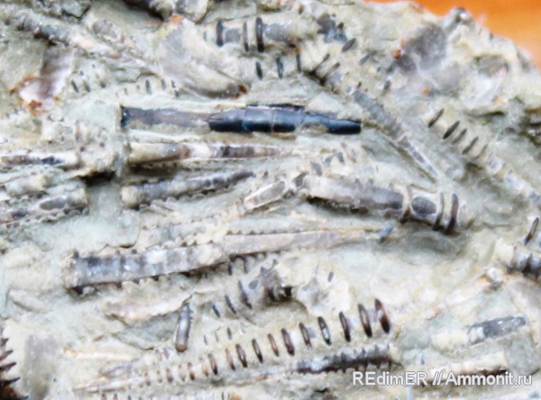 силур, Silurian, тентакулиты, Tentaculites, Чортков