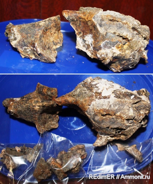 миоцен, Керчь, тюлени, Monachopsis pontica, Monachopsis