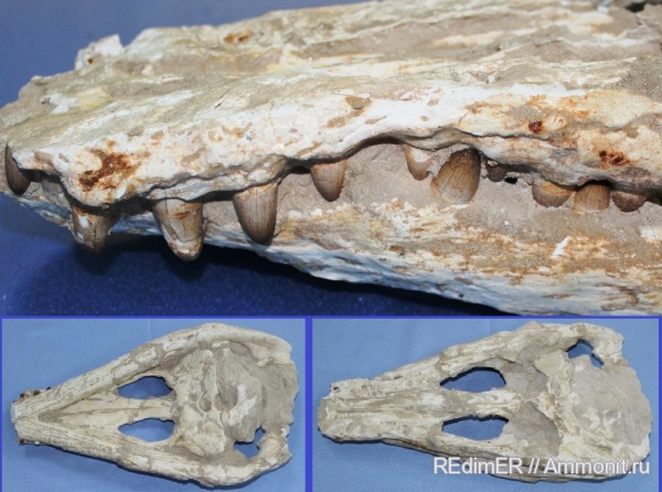 эоцен, Марокко, Kentisuchus, Crocodylus