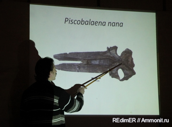 неоген, киты, Cetotheriidae