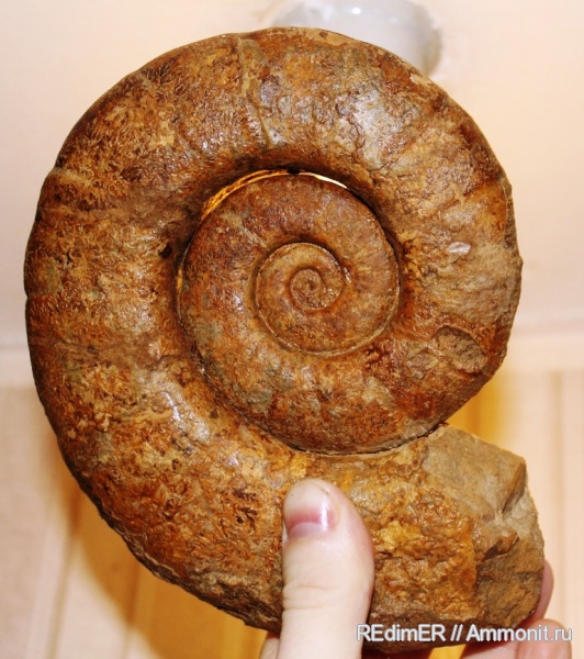 мел, гетероморфные аммониты, Крым, баррем, Crioceratites, Бахчисарайский район, Barremian, Cretaceous, heteromorph ammonites