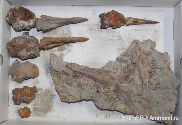 птицы, пингвины, плиоцен, Чили, Pygoscelis grandis, Pygoscelis, Spheniscidae