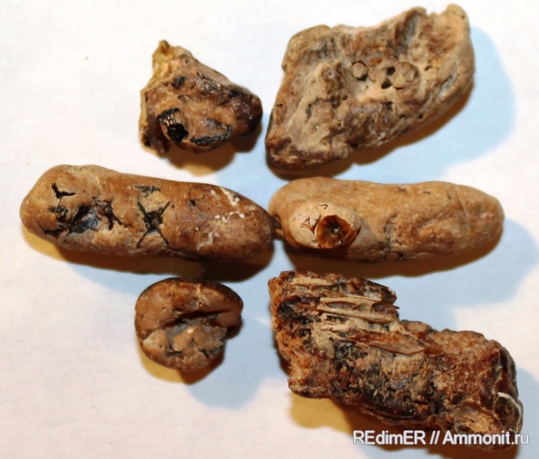 рыбы, копролиты, позвонки, Керчь, сармат, тюлени, Monachopsis pontica, Monachopsis, fish