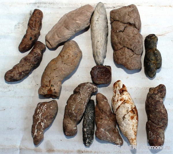 копролиты, сармат, тюлени