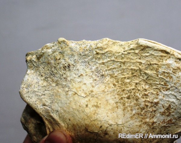 плейстоцен, Украина, гиены, Crocuta crocuta spelaea, Crocuta