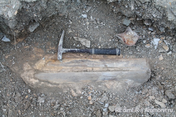 миоцен, киты, Cetotherium, сармат