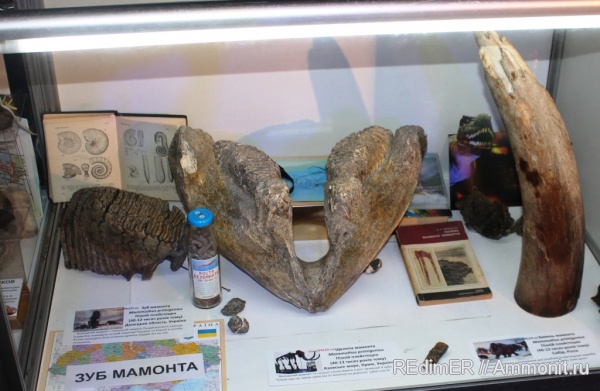 мамонты, выставки, Украина, Киев