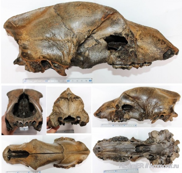 плейстоцен, медведи, Ursus, Киев