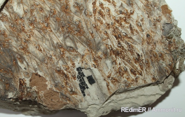 неоген, рыбы, Керчь, fish