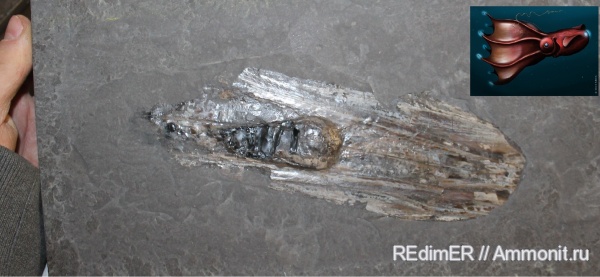 юра, Германия, тоар, Coleoidea, Teudopsis, Хольцмаден, Holzmaden, Vampyromorphida, Toarcian, Jurassic, чернильные мешки