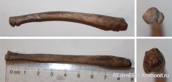 миоцен, сармат, бакулюм, baculum