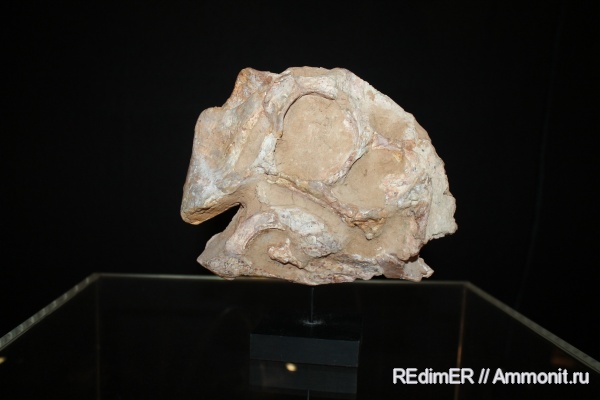 динозавры, мел, Oviraptor, Азия, Cretaceous