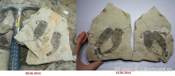 силур, Silurian, Украина, Eurypterus, Eurypterus tetragonophtalmus, Каменец-Подольский