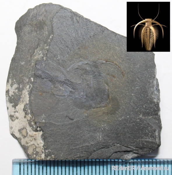 кембрий, Cambrian, Marrella splendens, Marrella, Burgess