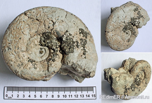 аммониты, Ammonites
