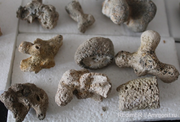 палеоген, губки, Киев