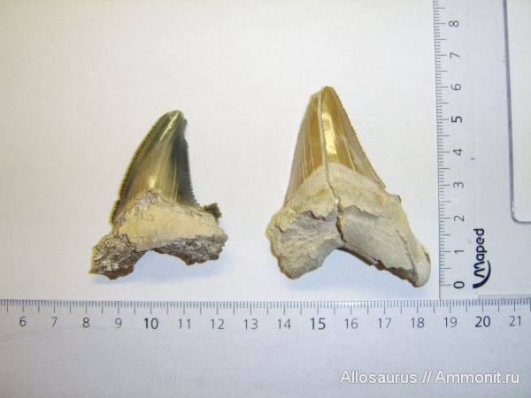 зубы, Казахстан, зубы акул, Carcharocles, teeth, shark teeth