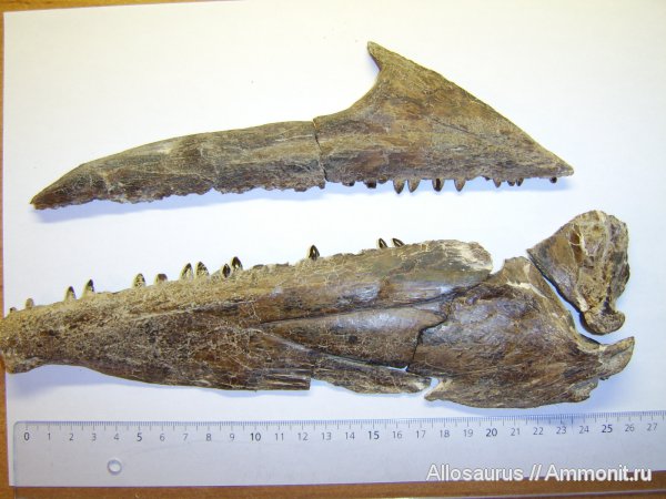 Челюсть крокодила?