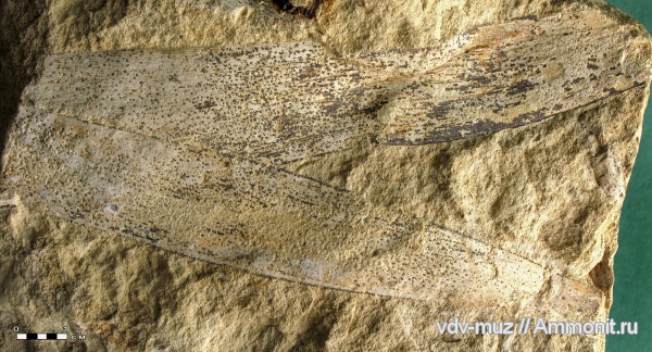 пермь, голосеменные, Rufloria, казанский, Permian