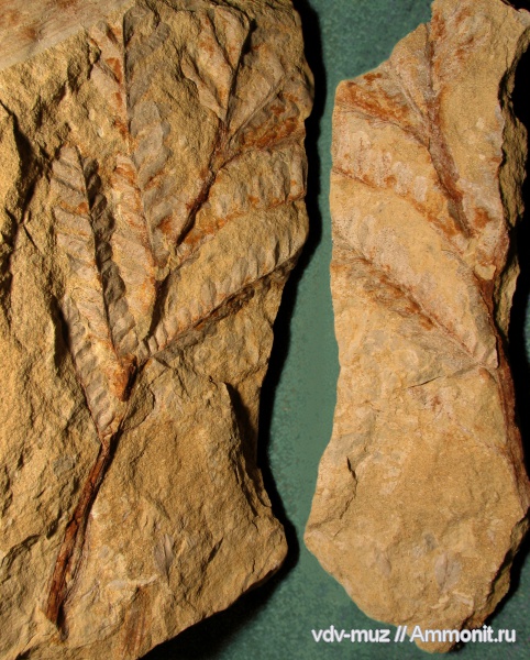 пермь, Rhachiphyllum wangenheimii, Rhachiphyllum, казанский, Permian