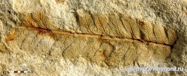 пермь, папоротники, Pecopteris helenaeana, Pecopteris, казанский, Permian