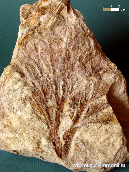 пермь, гинкгофиты, Psygmophyllum cuneifolium, Psygmophyllum, казанский, гинкговые, Permian