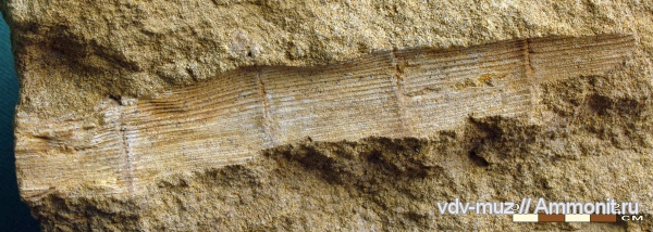 пермь, хвощевидные, Paracalamites, казанский, Paracalamites frigidus, Permian