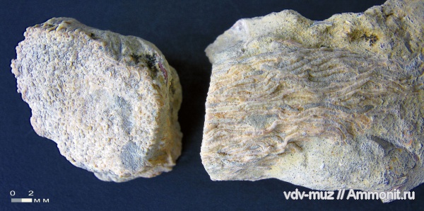 юра, волжский ярус, полихеты, Filograna, Filograna socialis, Volgian, Jurassic