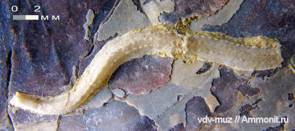 Filogranula, Filogranula runcinata