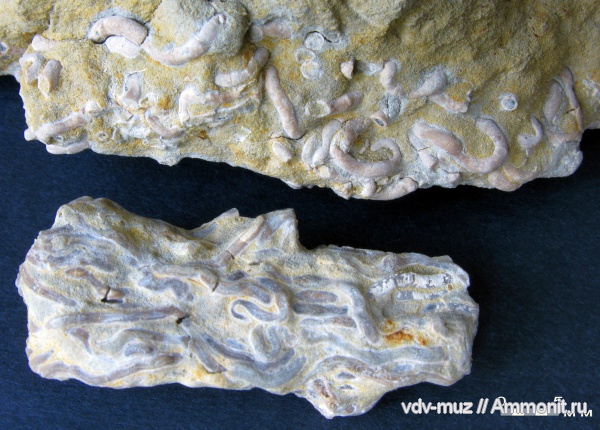 юра, волжский ярус, полихеты, Glomerula, Glomerula plexus, Volgian, Jurassic