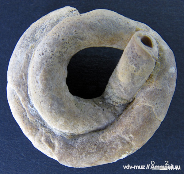 черви ископаемые Самарской области